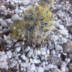 Mammillaria prolifera