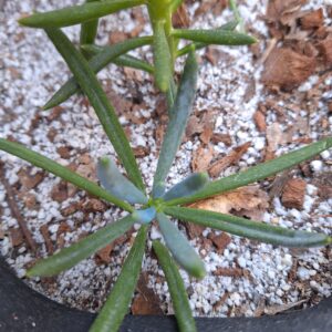 Senecio barbertonicus