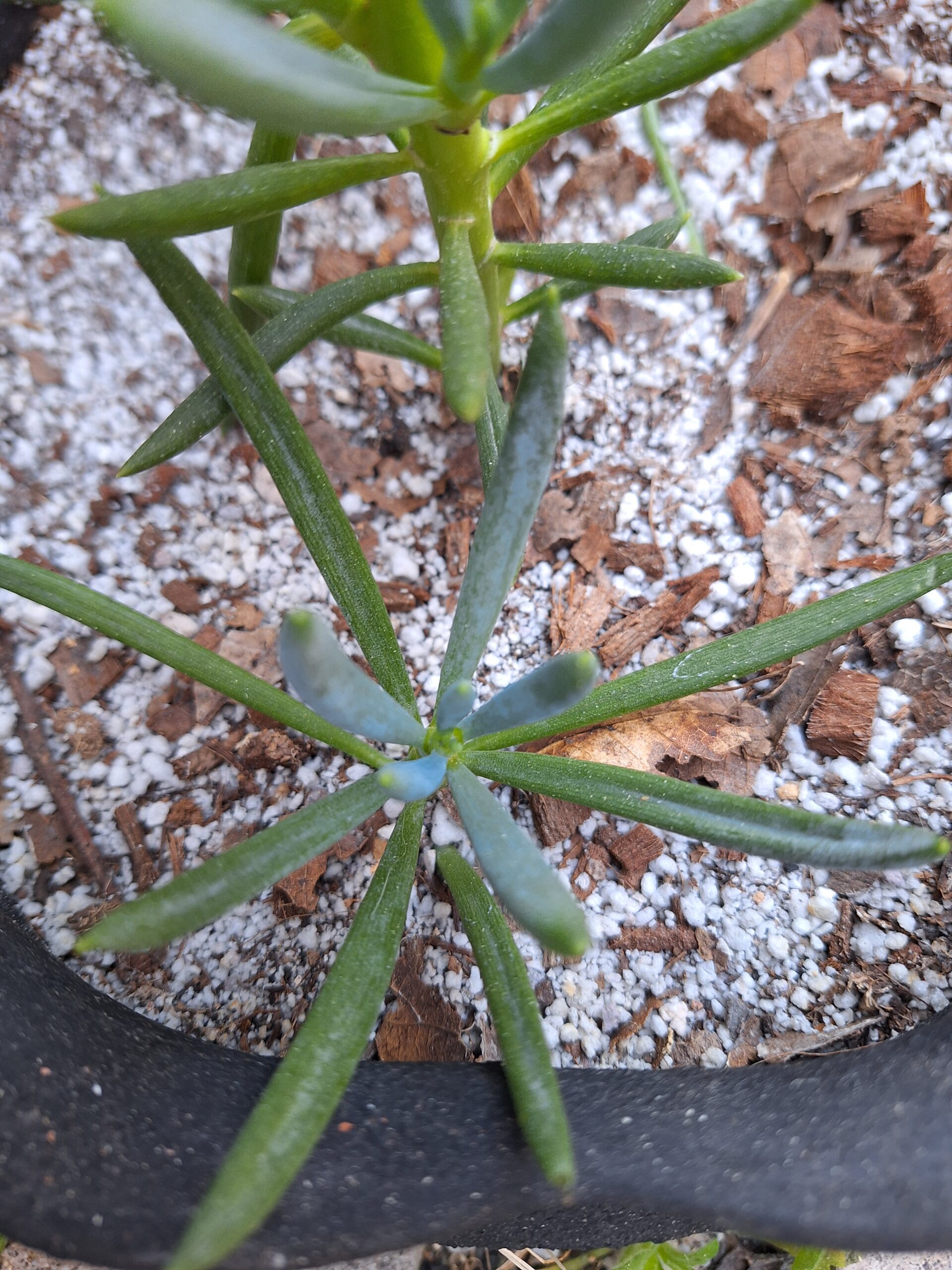 Senecio barbertonicus