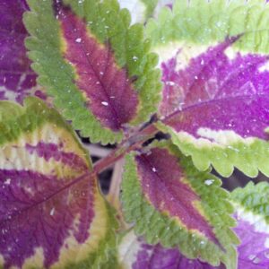 Coleus