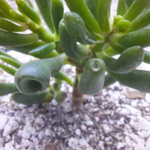 Crassula ovata gollum/ Orejas de shrek
