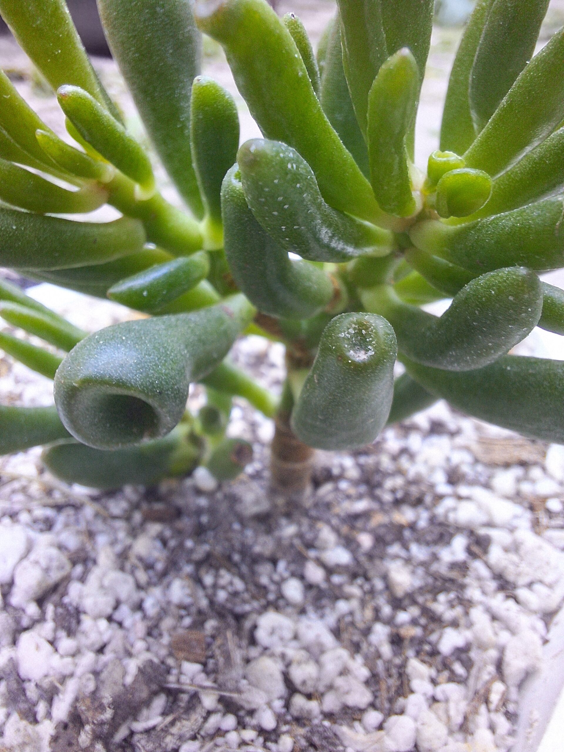 Crassula ovata gollum/ Orejas de shrek