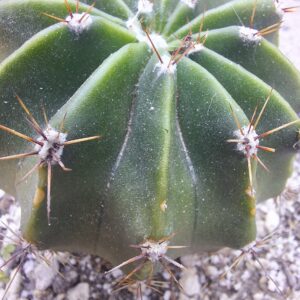 Echinopsis rhodotricha