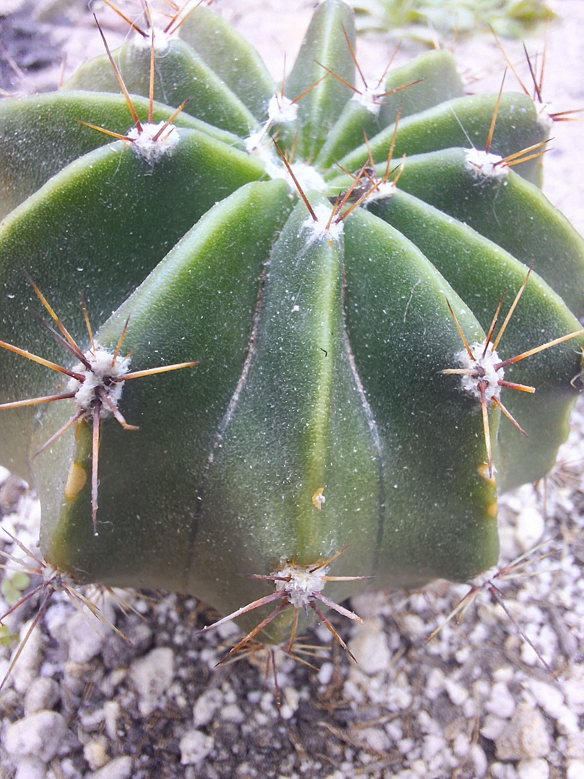 Echinopsis rhodotricha