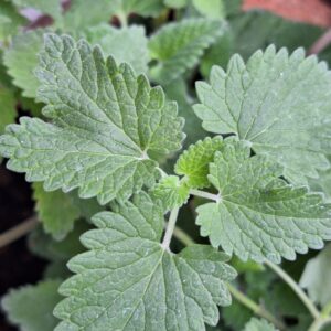 Nepeta cataria/ menta de gato