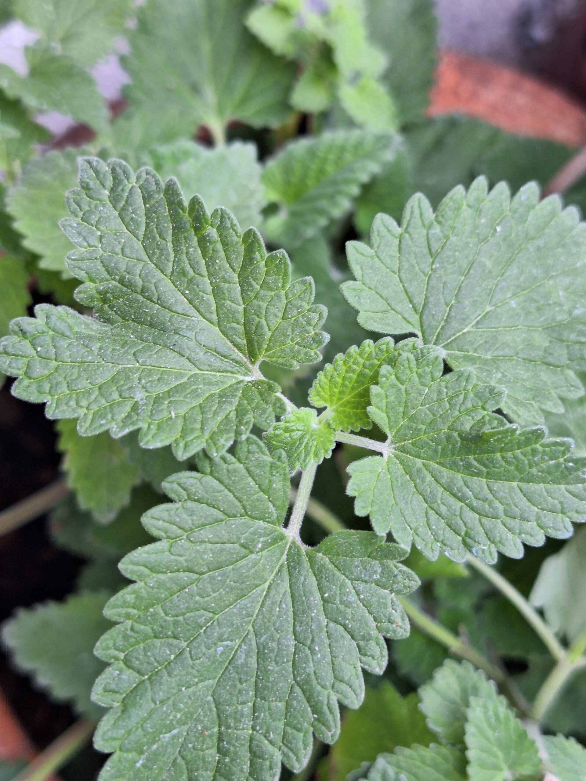 Nepeta cataria/ menta de gato