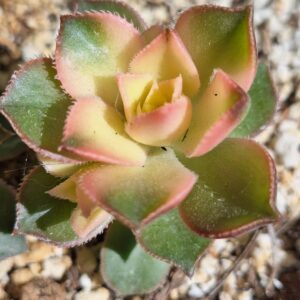 Aeonium kiwi