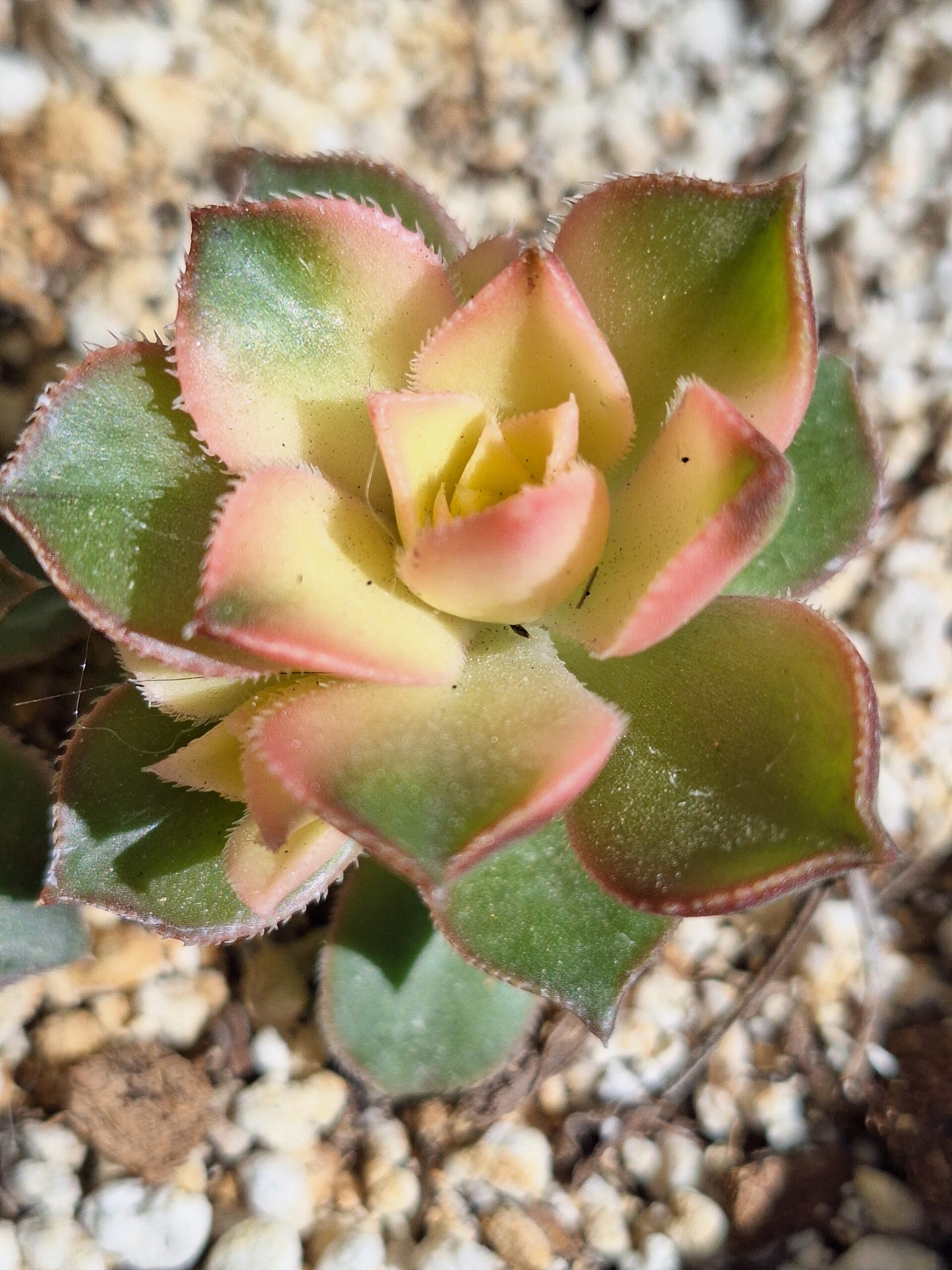 Aeonium kiwi