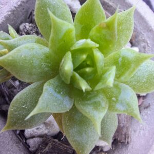 Suculentas